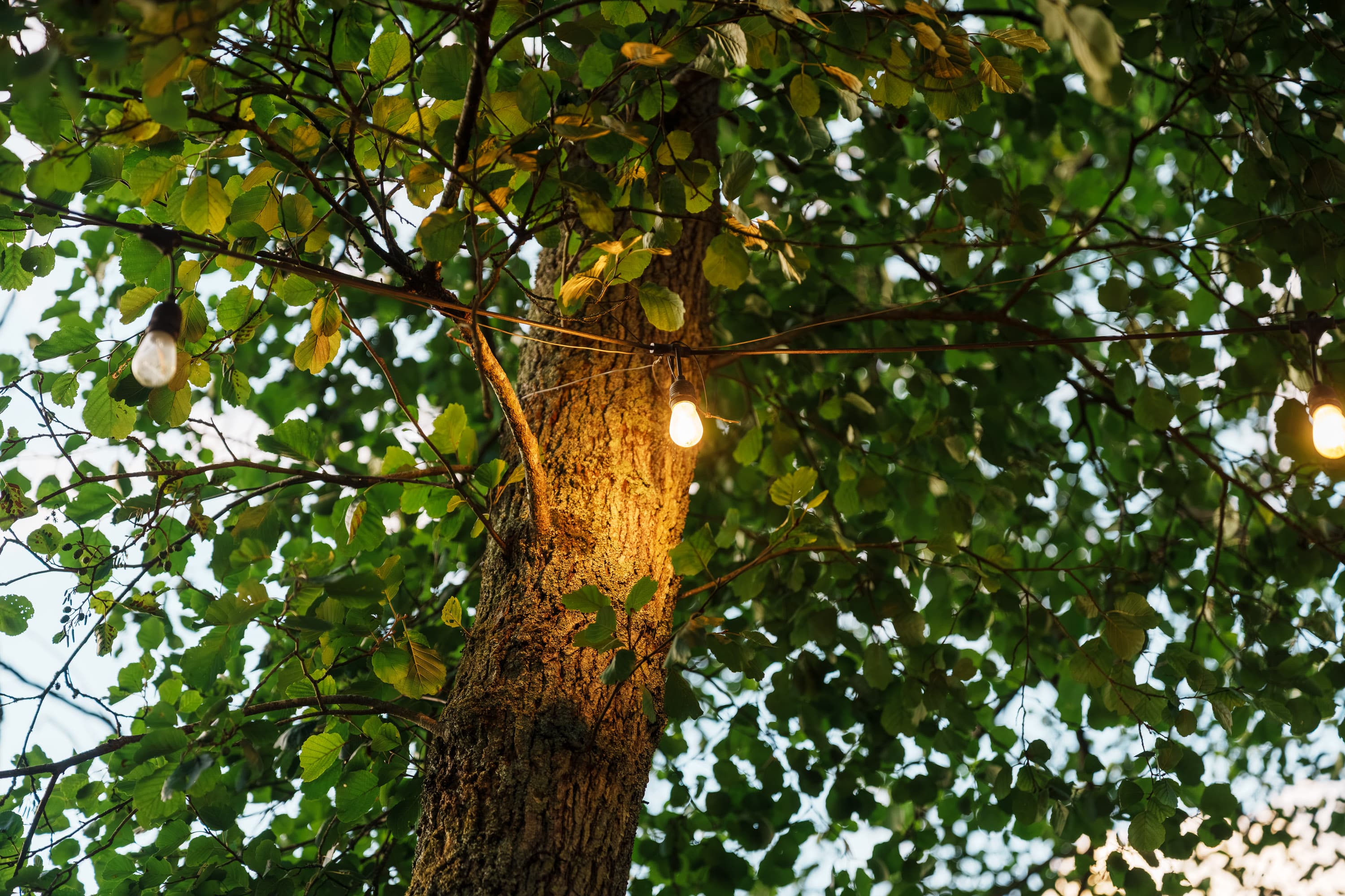 String lights beginning to glow in the trees as the afternoon starts to lean toward evening.